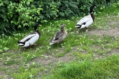 Senioren_20230523_07