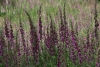 Wandertage_DahnerFelsenland_2022_2_32