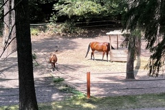 Wandertage_DahnerFelsenland_2023_2_31