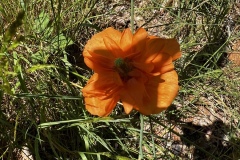 Wandertage_DahnerFelsenland_2023_3_08