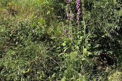 Wandertage_DahnerFelsenland_2023_3_09