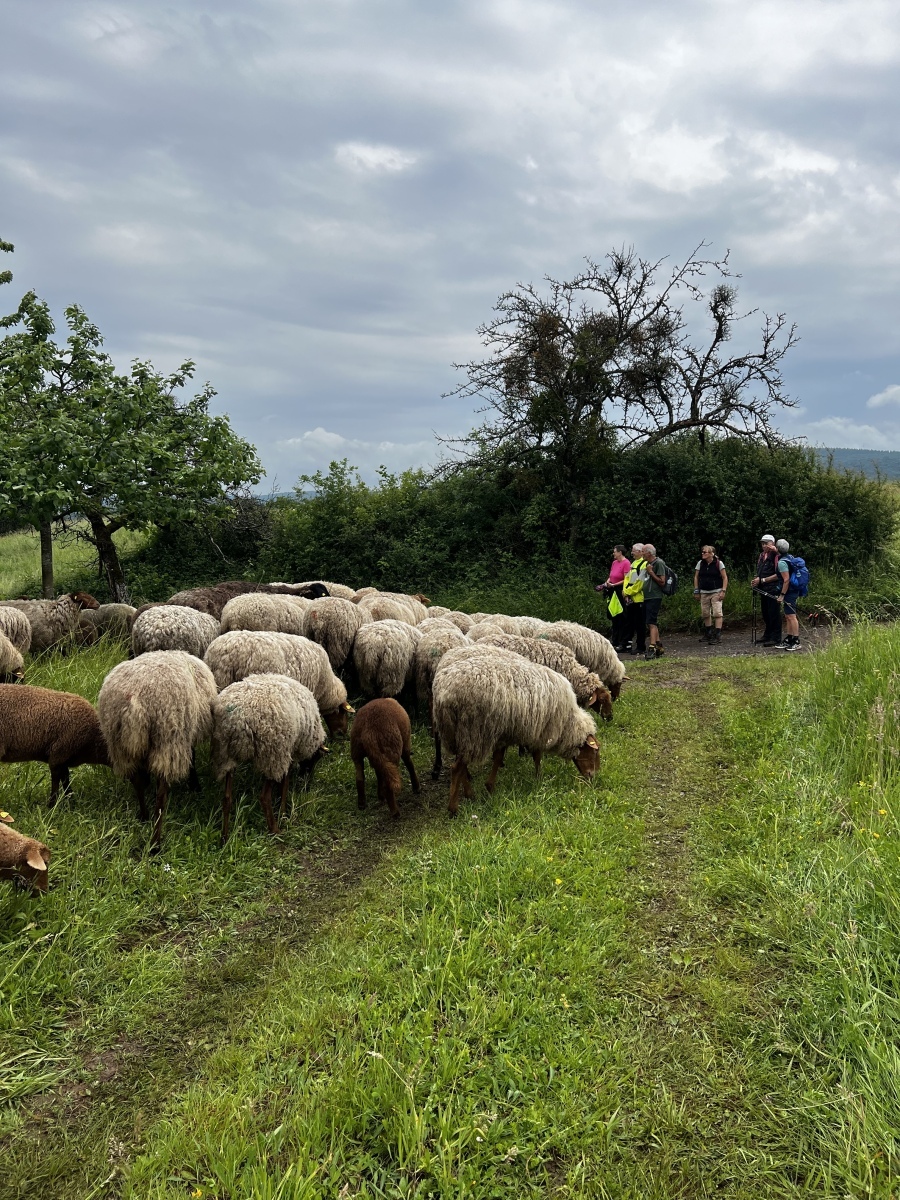 Wandertage_Mosel_2025_1_00038
