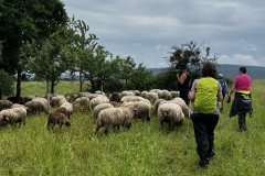 Wandertage_Mosel_2025_1_00035