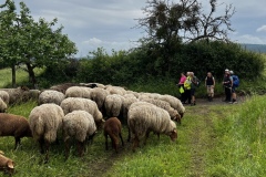 Wandertage_Mosel_2025_1_00038