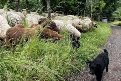 Wandertage_Mosel_2025_1_00039