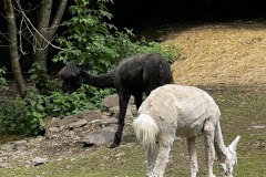 Wandertage_Mosel_2025_2_00062