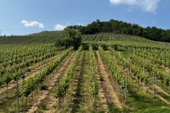 Wandertage_Mosel_2025_2_00075