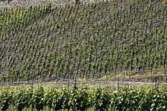 Wandertage_Mosel_2025_2_00079