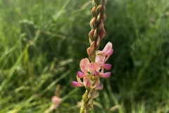 Wandertage_Mosel_2025_3_00030