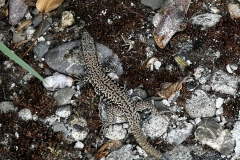 Wandertage_Mosel_2025_3_00042