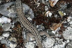 Wandertage_Mosel_2025_3_00043