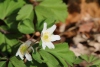Wanderung_20220424_25