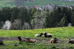 Wanderung_20230423_023