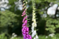 Wanderung_20240525_00014
