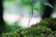 Wanderung_20250720_00047