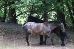 Wanderung_20250720_00049