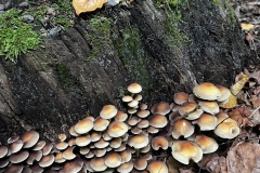 Wanderung_20251012_00004