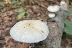 Wanderung_20251012_00005