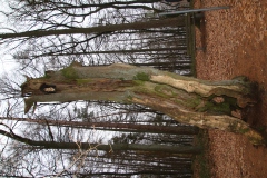 Wanderung_20251229_00022.jpg
