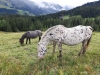 Wanderurlaub_2020_2_34