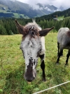 Wanderurlaub_2020_2_36