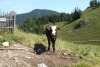 Wanderurlaub_Alpenueberquerung_2021_2_065