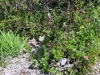 Wanderurlaub_Alpenueberquerung_2021_3_031