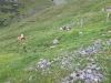 Wanderurlaub_Alpenueberquerung_2021_4_038