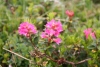 Wanderurlaub_Alpenueberquerung_2021_4_076