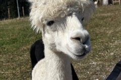 Wanderurlaub_MariaAlm_2025_00064