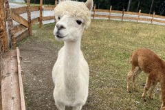 Wanderurlaub_MariaAlm_2025_00113