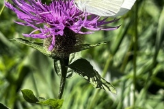 Wanderwoche_2023_Tag1_43