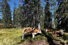 Wanderwoche_2023_Tag6_10