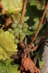 Weinprobe_20211016_073