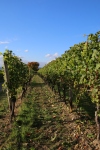 Weinprobe_20211016_076